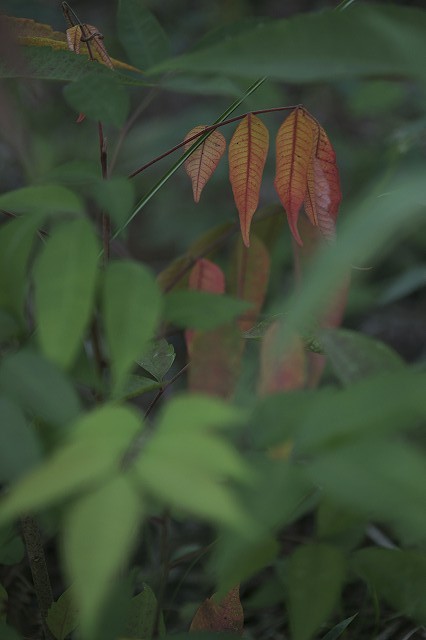 b0198768_17383423.jpg
