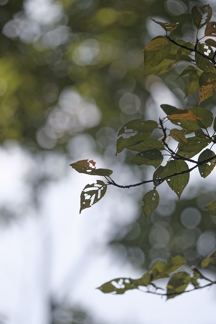 b0198768_17423771.jpg