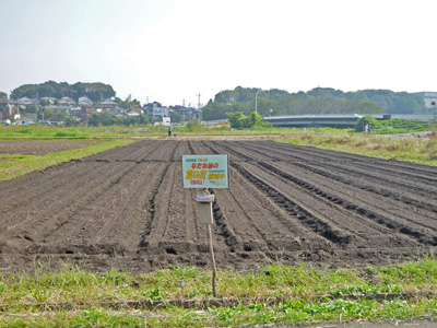 第５回菜の花農業体験教室開催　2011.10.8（土）_c0145581_16595574.jpg