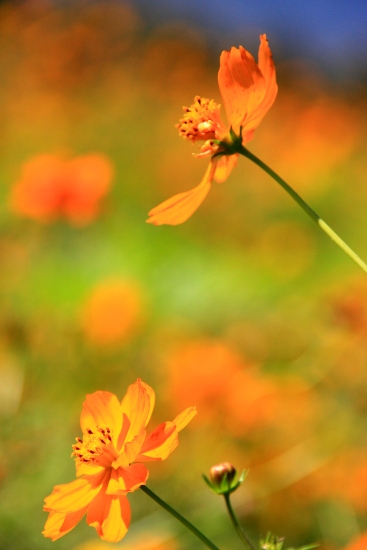 花の都公園と忍野-2011.09-_a0164785_0132315.jpg