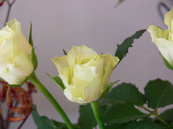 e0140986_1542394.jpg