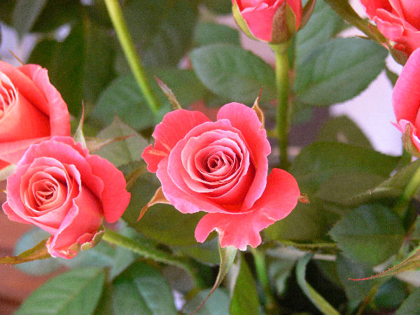 e0140986_15432262.jpg