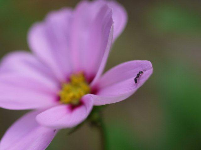 季節の花 マンションの花壇にお邪魔しました_b0175688_1638187.jpg