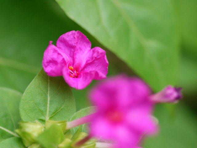 季節の花 マンションの花壇にお邪魔しました_b0175688_1921451.jpg