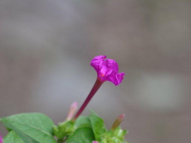 季節の花 マンションの花壇にお邪魔しました_b0175688_1922158.jpg
