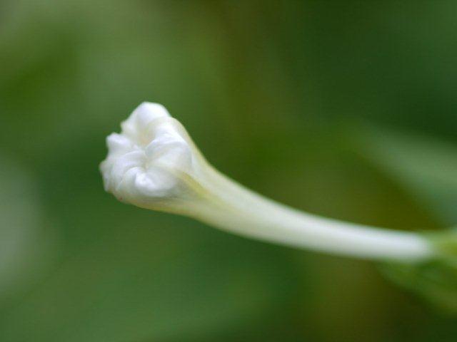 季節の花 マンションの花壇にお邪魔しました_b0175688_19222248.jpg