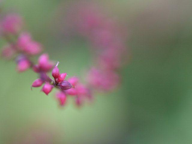 季節の花 マンションの花壇にお邪魔しました_b0175688_19244230.jpg