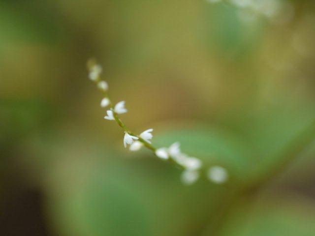 季節の花 マンションの花壇にお邪魔しました_b0175688_19254545.jpg