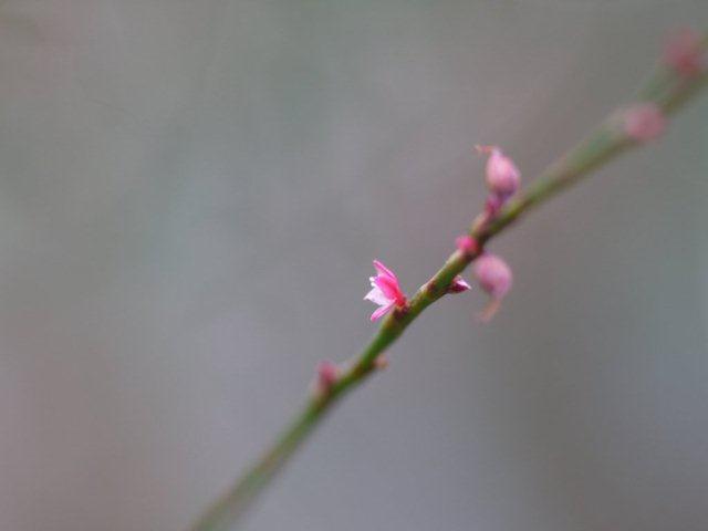 季節の花 マンションの花壇にお邪魔しました_b0175688_1925779.jpg