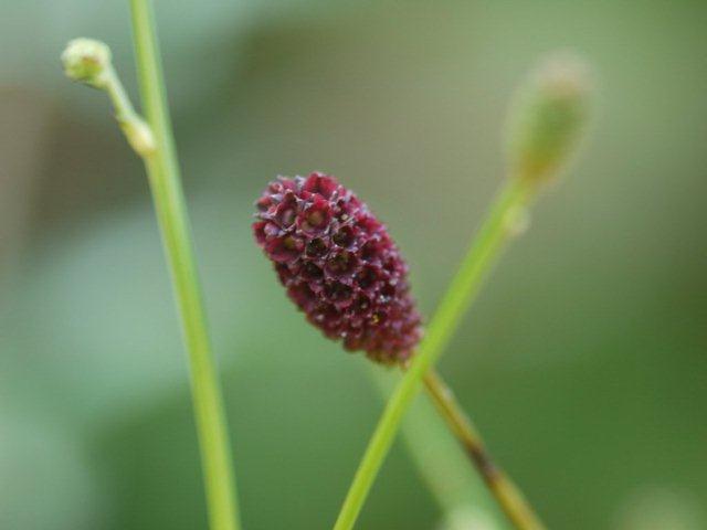 季節の花 マンションの花壇にお邪魔しました_b0175688_19265979.jpg