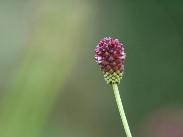 季節の花 マンションの花壇にお邪魔しました_b0175688_19271881.jpg