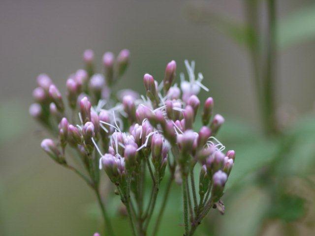 季節の花 マンションの花壇にお邪魔しました_b0175688_19284899.jpg