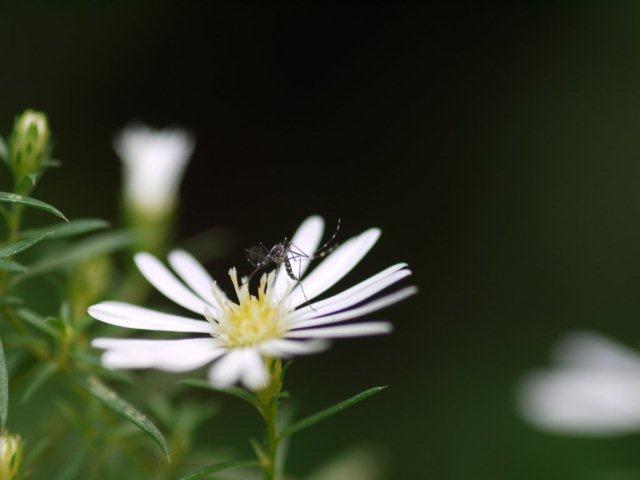 季節の花 マンションの花壇にお邪魔しました_b0175688_19311530.jpg