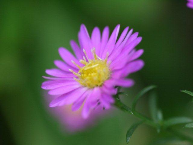 季節の花 マンションの花壇にお邪魔しました_b0175688_19313360.jpg