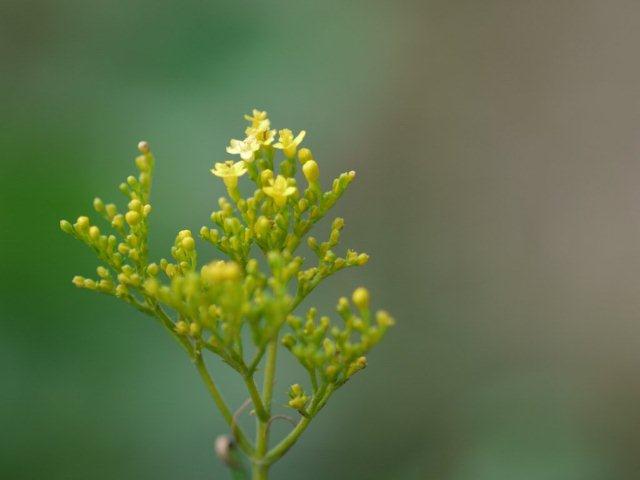 季節の花 マンションの花壇にお邪魔しました_b0175688_19413618.jpg