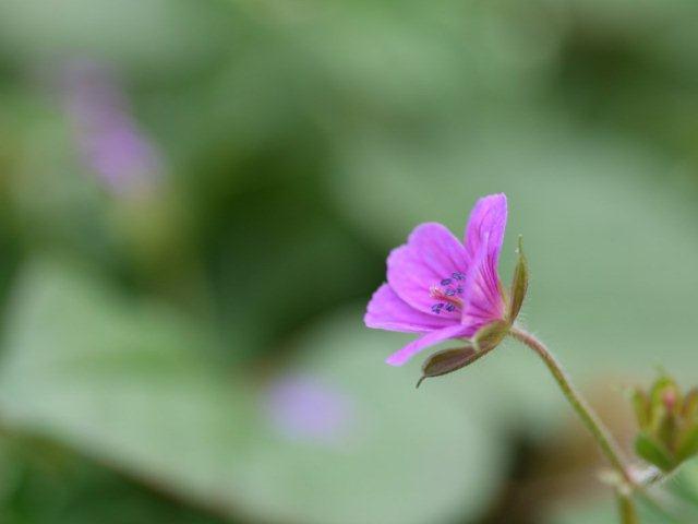 季節の花 マンションの花壇にお邪魔しました_b0175688_20424120.jpg