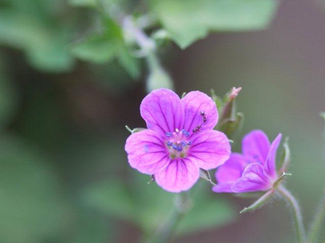 季節の花 マンションの花壇にお邪魔しました_b0175688_20425864.jpg