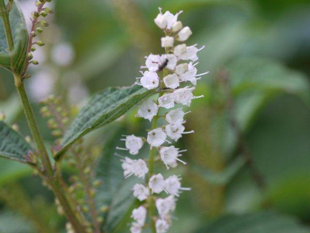 季節の花 マンションの花壇にお邪魔しました_b0175688_20432499.jpg