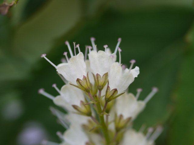 季節の花 マンションの花壇にお邪魔しました_b0175688_20433611.jpg