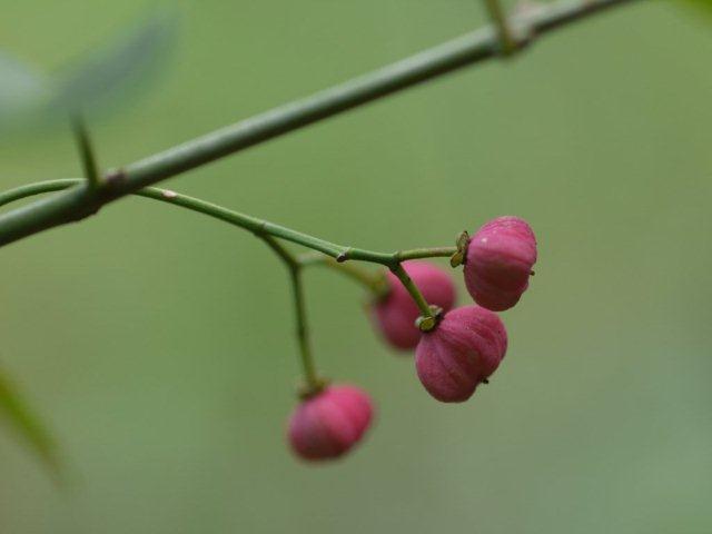 季節の花 マンションの花壇にお邪魔しました_b0175688_20453176.jpg