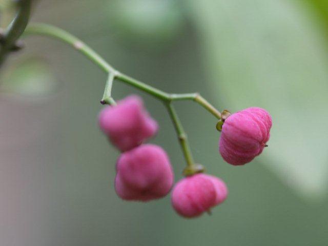 季節の花 マンションの花壇にお邪魔しました_b0175688_20454443.jpg
