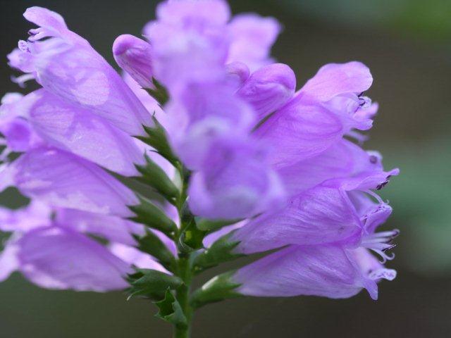 季節の花 マンションの花壇にお邪魔しました_b0175688_20461921.jpg