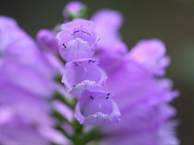 季節の花 マンションの花壇にお邪魔しました_b0175688_20463471.jpg