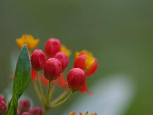 季節の花 マンションの花壇にお邪魔しました_b0175688_2047143.jpg