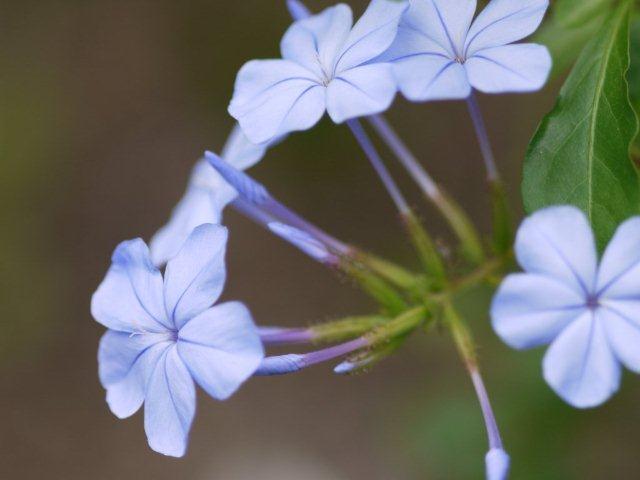 季節の花 マンションの花壇にお邪魔しました_b0175688_20481630.jpg