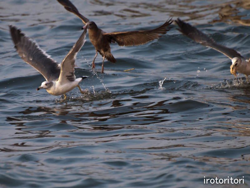 岩船漁港　ウミネコ　　2011/10/10_d0146592_23281013.jpg