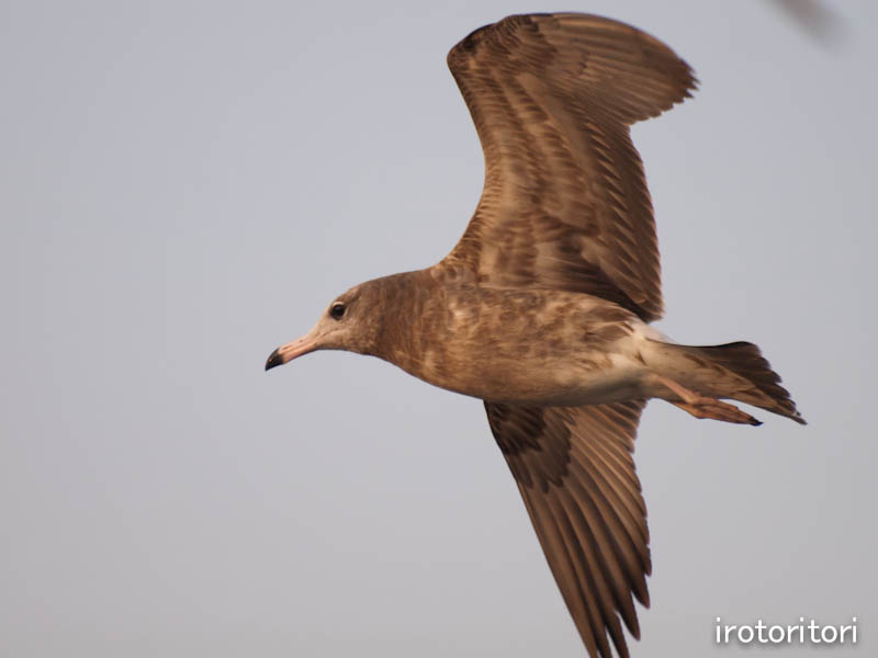 岩船漁港　ウミネコ　　2011/10/10_d0146592_23285313.jpg