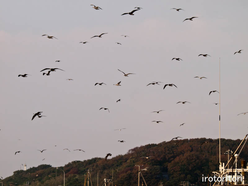 岩船漁港　ウミネコ　　2011/10/10_d0146592_23291595.jpg