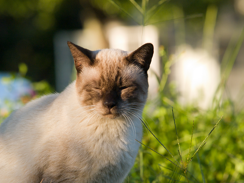 広島の猫#991_c0191394_22372795.jpg