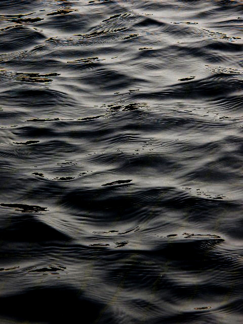a0206496_58863.jpg