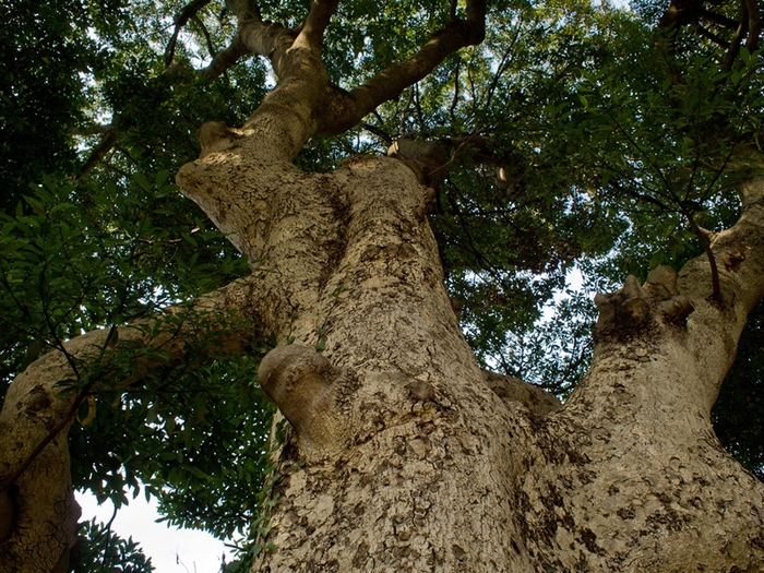 遊行寺　2011/10/09_a0114003_2313534.jpg