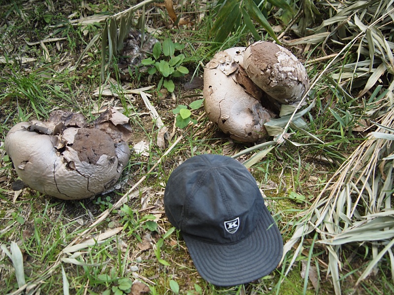 c0187503_20135491.jpg