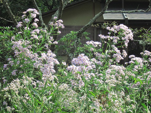 北鎌倉　東慶寺へ(2011.10.11)_e0245404_1855557.jpg