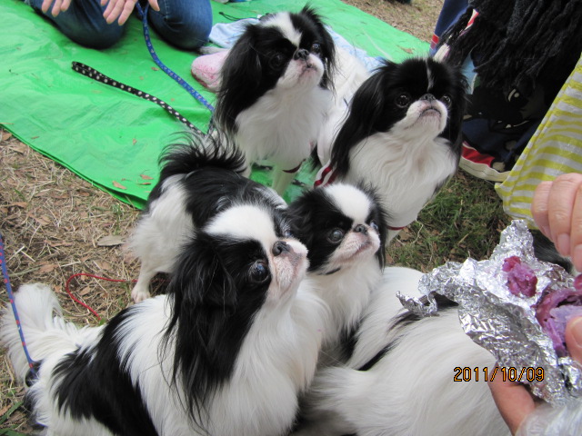 お久しぶり~お散歩会in小金井公園_c0200916_2395344.jpg