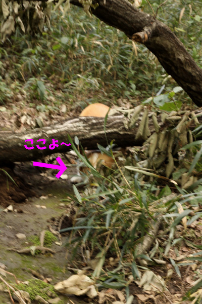 e0071225_0104429.jpg