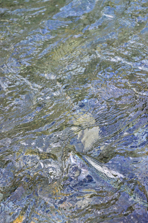 a0116027_0915.jpg