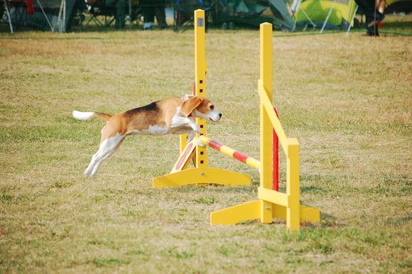 兵庫オールドッグトレーナーズクラブアジリティー競技会_e0137731_21461774.jpg