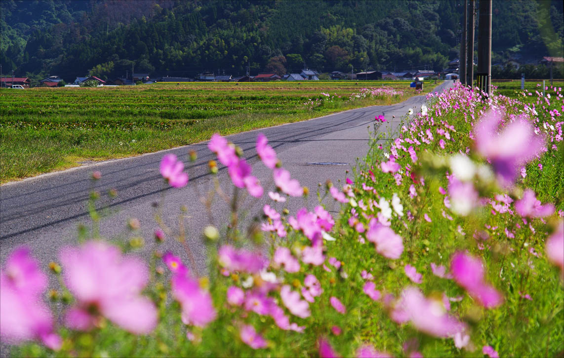 淀江町／コスモスの道_f0227938_22402081.jpg