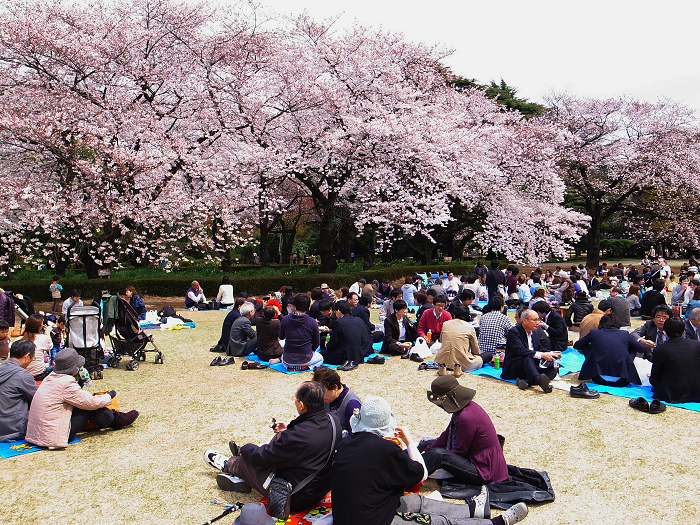 桜　新宿御苑_e0238153_17422272.jpg