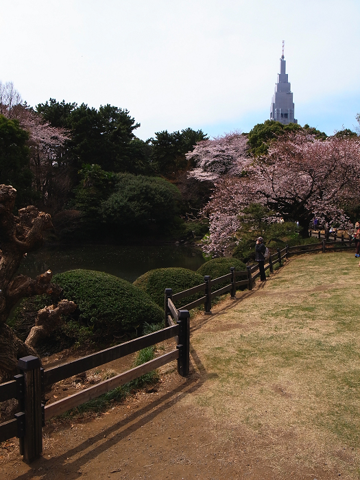 桜　新宿御苑_e0238153_17432387.jpg