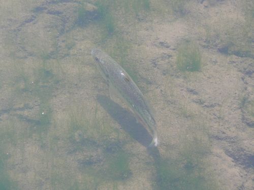 ヤマベ釣りしてみない 荒川土手でシーバスを釣ってみようと思ふ ヤマベ釣りしてみない 荒川土手でシーバスを釣ってみようと思ふ