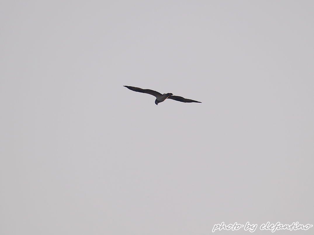 連休中に出逢った野鳥たち　ミサゴ_b0123663_223551.jpg