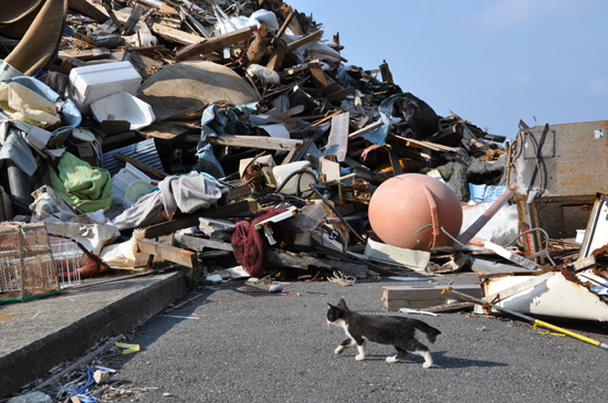 ガレキも遊び場!田代島の猫写真_e0171573_2353252.jpg