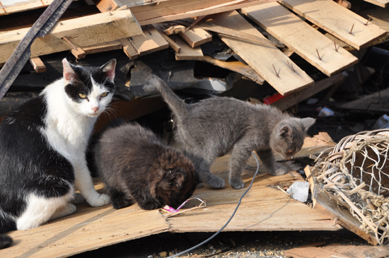 ガレキも遊び場!田代島の猫写真_e0171573_23533828.jpg