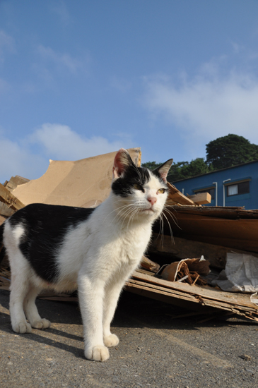 ガレキも遊び場!田代島の猫写真_e0171573_23542798.jpg