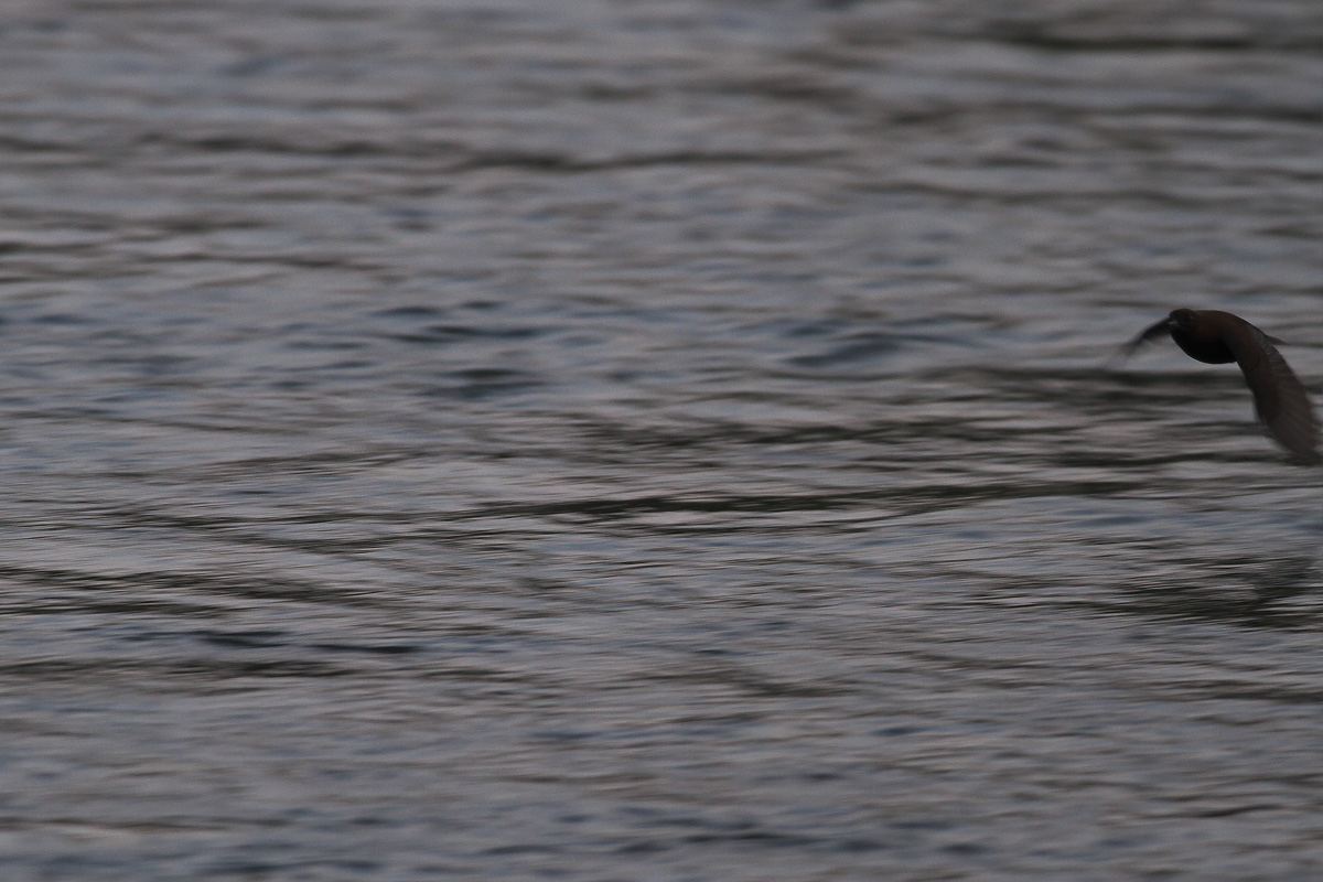b0180476_20114553.jpg